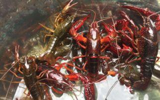 制作小龙虾视频教程,制作美味小龙虾的独家秘籍教程