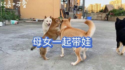 狗狗喝奶视频,狗狗喝奶温馨瞬间