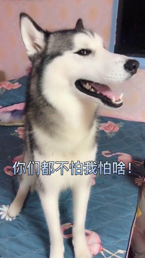 狗狗喝奶视频,狗狗喝奶温馨瞬间