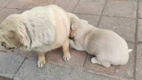 狗狗喝奶视频,狗狗喝奶温馨瞬间
