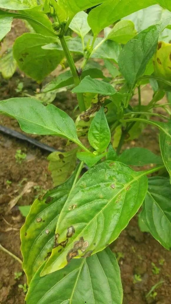 辣椒常见病害图片大全,辣椒常见病害图片解析与防治策略