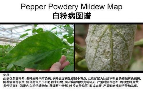 辣椒常见病害图片大全,辣椒常见病害图片解析与防治策略