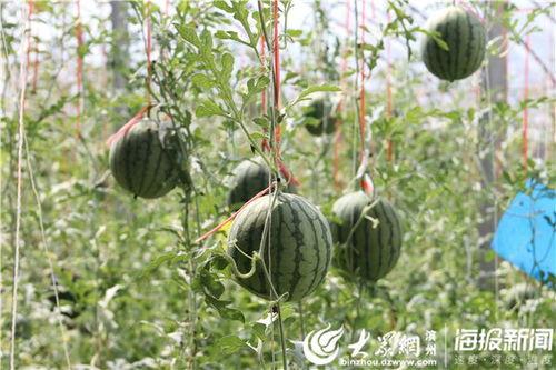 缙云吃瓜最新事件爆料视频,最新爆料视频揭露惊人内幕