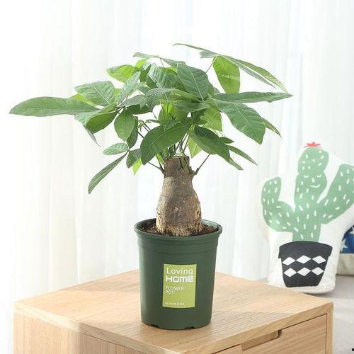 高盆盆栽图片大全,图鉴精选