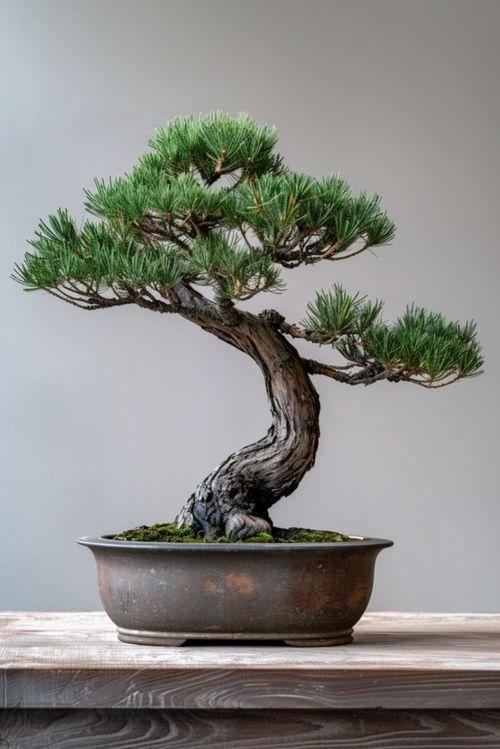 高盆盆栽图片大全,图鉴精选