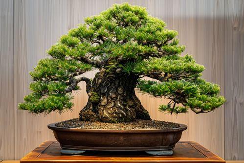 高盆盆栽图片大全,图鉴精选