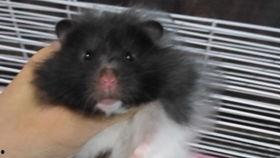 老鼠交配 视频,自然繁衍的奇妙瞬间