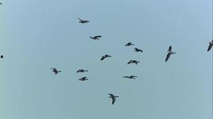 小鸟飞行视频,小鸟空中翱翔的精彩瞬间