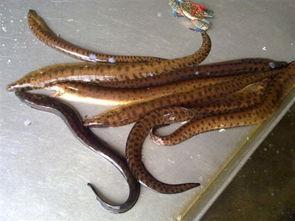 蛇鳗鱼图片大全,形态各异，神秘莫测的海洋生物图鉴