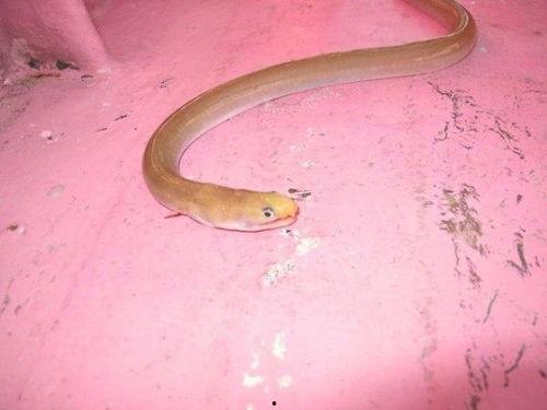 蛇鳗鱼图片大全,形态各异，神秘莫测的海洋生物图鉴