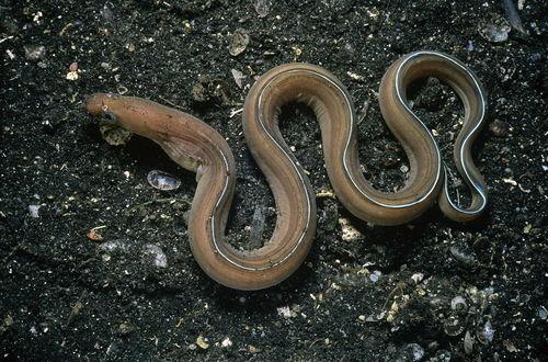 蛇鳗鱼图片大全,形态各异，神秘莫测的海洋生物图鉴
