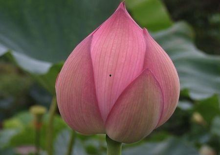 花的语国语,解读花卉背后的寓意