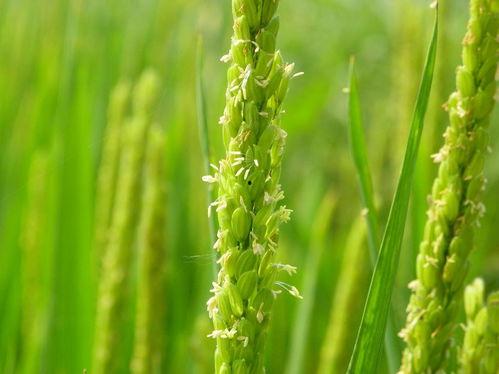 花的语国语,解读花卉背后的寓意