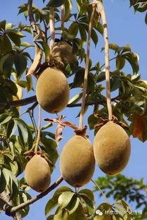 黑科大 吃瓜 种子,揭秘校园热点背后的故事