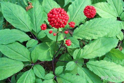 野生人参图片,大自然的滋补瑰宝