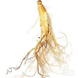 野生人参图片,大自然的滋补瑰宝