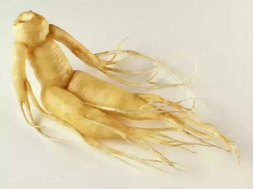 野生人参图片,大自然的滋补瑰宝