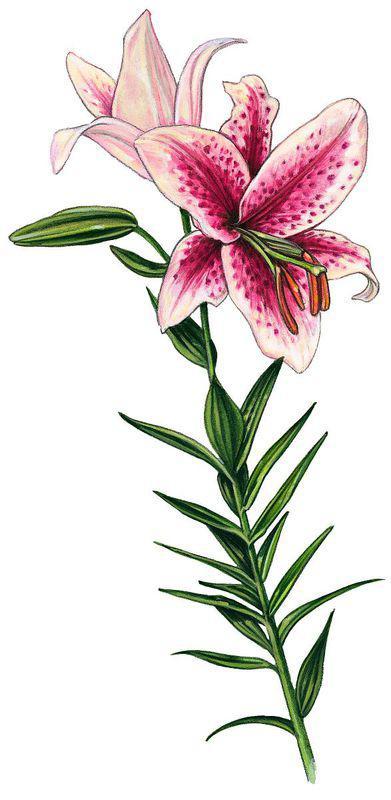 彩色铅笔画图片大全花卉,彩色铅笔画花卉精选集