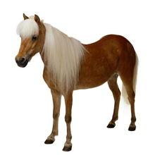 马驴图片大全大图,探寻动物界的和谐共生之美