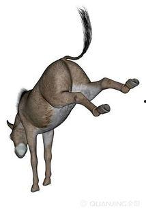 马驴图片大全大图,探寻动物界的和谐共生之美