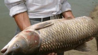 掉鱼视频,揭秘海洋生态的奇妙瞬间