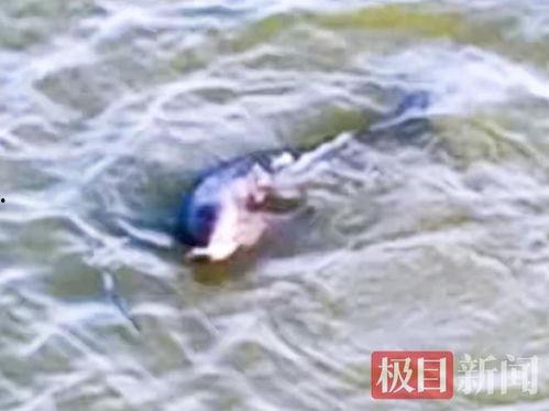 掉鱼视频,揭秘海洋生态的奇妙瞬间