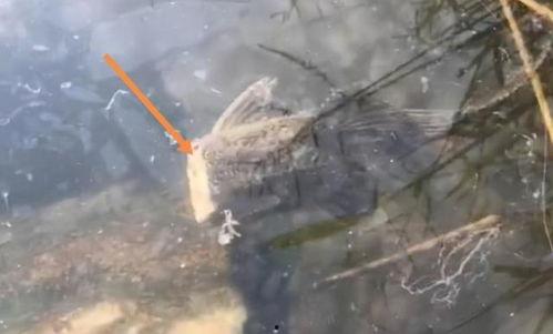 掉鱼视频,揭秘海洋生态的奇妙瞬间