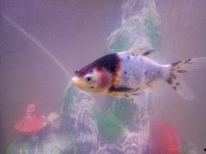 金鱼的品种及图片名称,品种鉴赏与图片名称解析