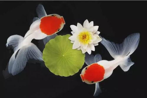 金鱼的品种及图片名称,品种鉴赏与图片名称解析