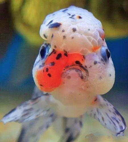 金鱼的品种及图片名称,品种鉴赏与图片名称解析