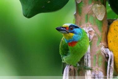 小便露鸟图片大全,揭秘鸟类世界的趣味瞬间
