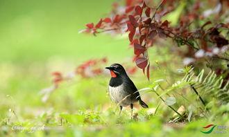 小便露鸟图片大全,揭秘鸟类世界的趣味瞬间