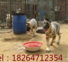 肉狗图片大全,图鉴与特点一览