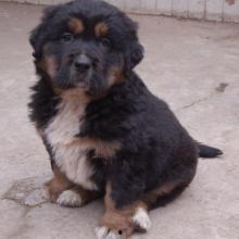 肉狗图片大全,图鉴与特点一览