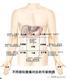胆囊的位置图片,胆囊位置图解概述