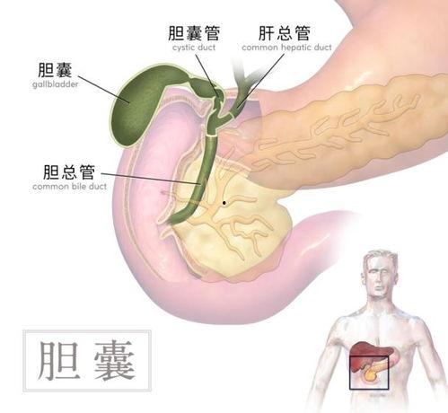 胆囊的位置图片,胆囊位置图解概述