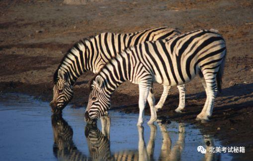 日本斑马电影完整版,穿越时光的奇幻之旅