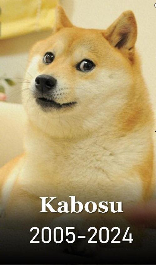 日本doge