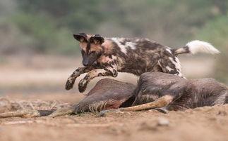 野狗图片,探寻野狗的生存轨迹