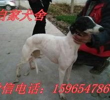 格力犬图片大全大黄蜂,萌宠与昆虫的奇妙邂逅
