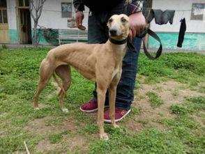 格力犬图片大全大黄蜂,萌宠与昆虫的奇妙邂逅