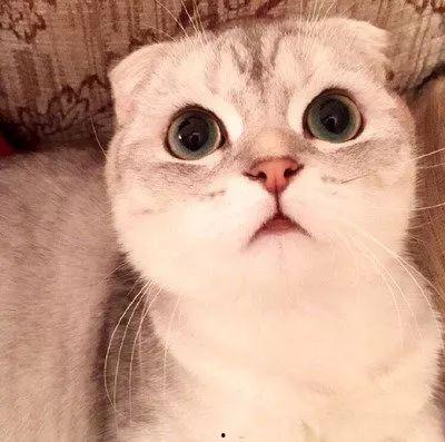 波斯猫图片大全可爱,可爱图片大全集锦