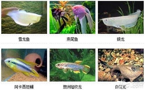 普通观赏鱼图片大全,普通观赏鱼图片大全赏析